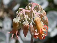 Kirstenbosch National Botanical Garden