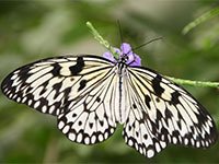 Butterfly World