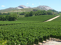 Vineyards around Paarl