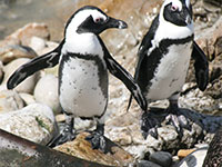Stoney Point: Pinguine