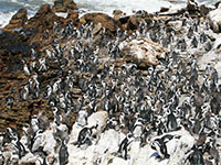 Stoney Point: Pinguine