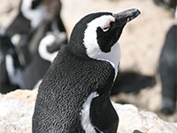 Stoney Point: Penguins