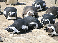 Stoney Point: Pinguine