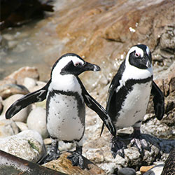 Stoney Point: Penguins