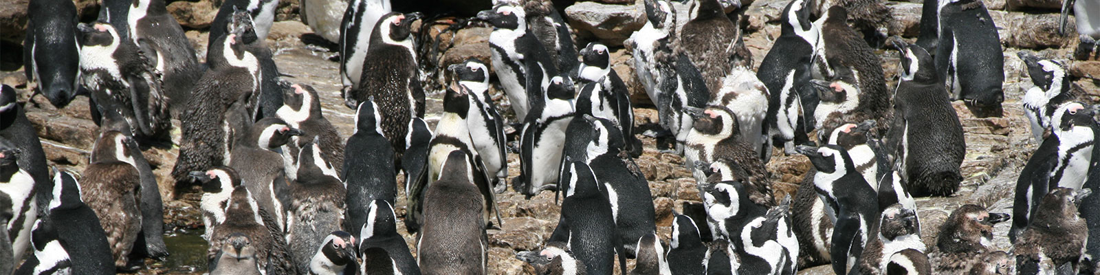 Südafrika Stoney Point: Pinguine