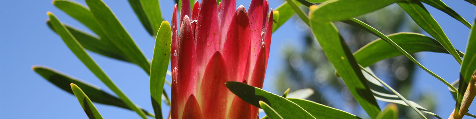 Südafrika: Kistenbosch Botanical Garden