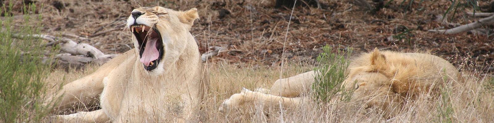 Südafrika: Lionpark