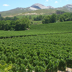 Vineyards around Paarl